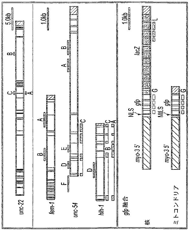 5969889-二本鎖ＲＮＡによる遺伝子阻害 図000007