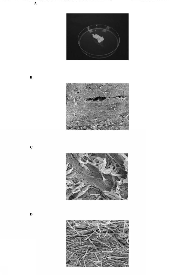 5981421-組織修復用の高密度フィブリル状コラーゲンマトリックスおよびその調製方法 図000007