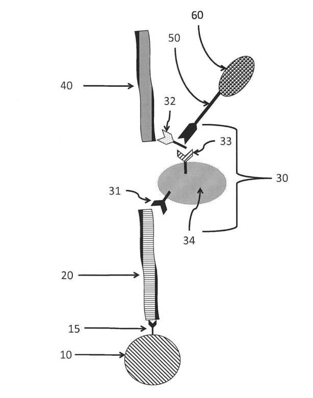 6190395-単一信号で複数被検体を検出する方法及び組成物 図000007