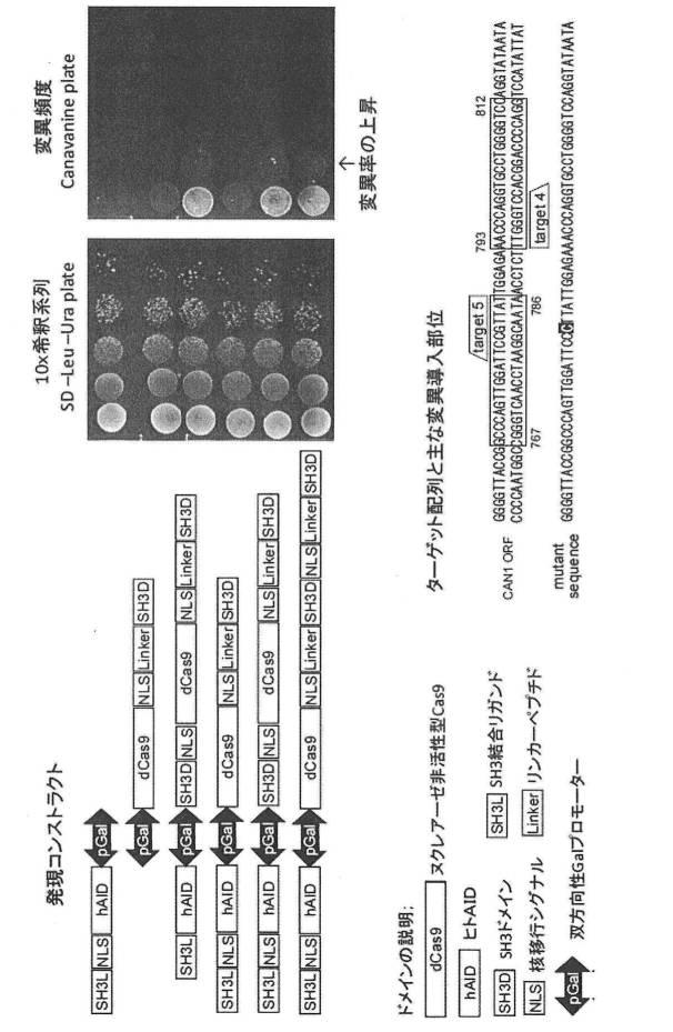 6206893-標的化したＤＮＡ配列の核酸塩基を特異的に変換するゲノム配列の改変方法及びそれに用いる分子複合体 図000007