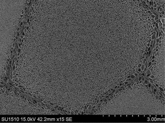 6253839-エステル系エラストマー発泡成形体、その用途及びエステル系エラストマー発泡粒子 図000007