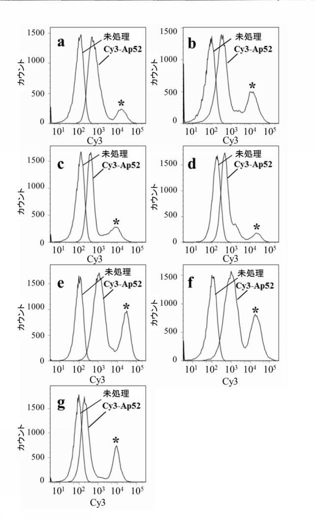 6313478-ＭＡＧＥ−Ａ３ペプチド標的アプタマー及びその使用 図000007