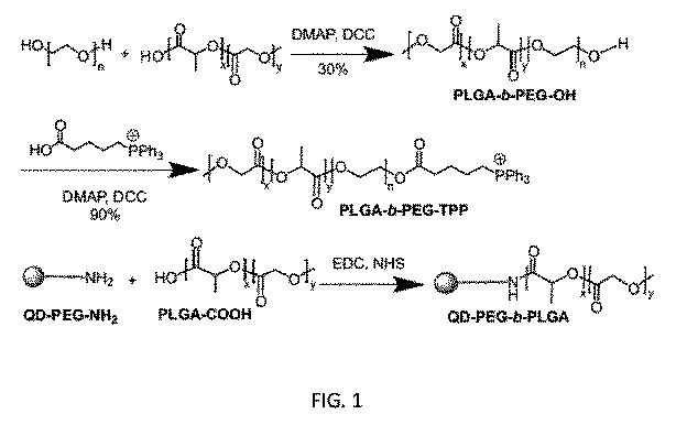 6356614-薬剤のミトコンドリア輸送のためのナノ粒子 図000007