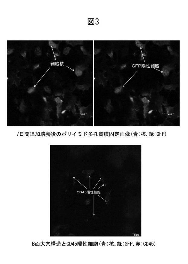 6358605-骨髄類似構造を利用した細胞培養法、及び骨損傷部位の治療のためのポリイミド多孔質膜 図000007