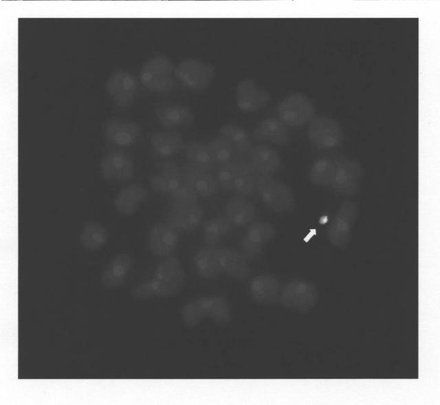 6384982-線状哺乳類人工染色体を保有する哺乳類動物未分化細胞及び哺乳類動物 図000007