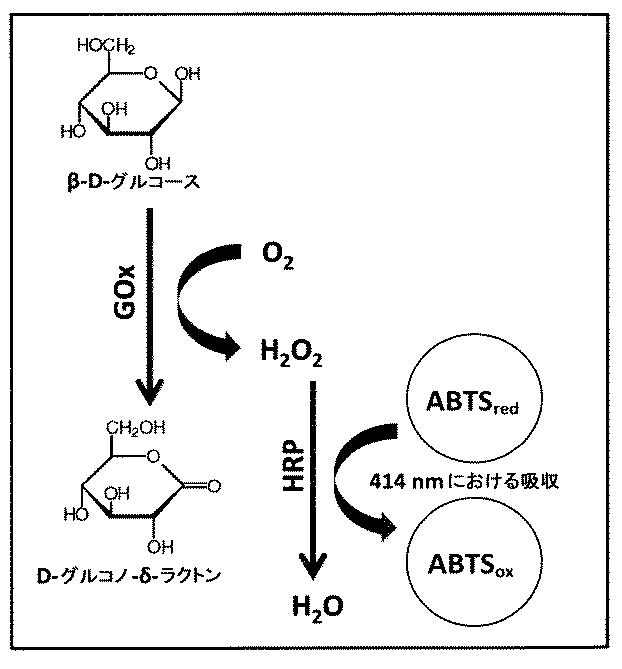 6427110-アスペルギルスニガー由来の新規グルコース酸化酵素 図000007