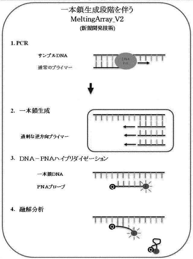 6464316-水産生物伝染病原因ウイルスの判別及び検出用遺伝子マーカー、及びこれを利用した当該ウイルスを判別及び検出する方法 図000007