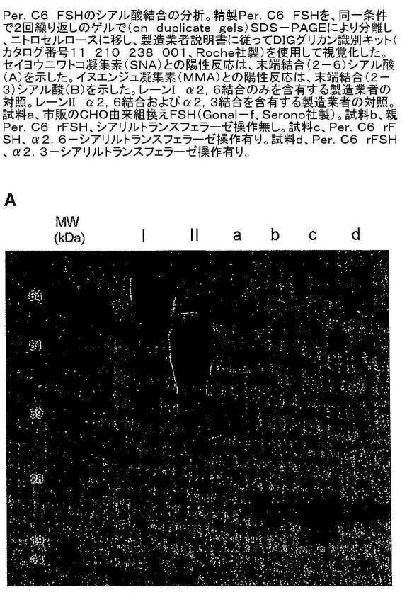 6486310-アルファ２，３−およびアルファ２，６−シアリル化を含む組換えＦＳＨ 図000007