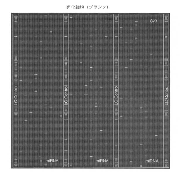 6521981-生体内及び体外で核酸類薬物を送達するための新規な糖アルコール類組成物 図000007