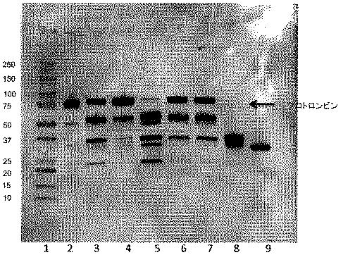 6530086-トロンビンの調製のための方法 図000007