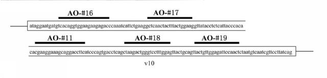 6536911-ＣＤ４４遺伝子のバリアントエクソンのスキッピングを誘導し、正常型ＣＤ４４ｍＲＮＡの発現を増加させる核酸医薬 図000007