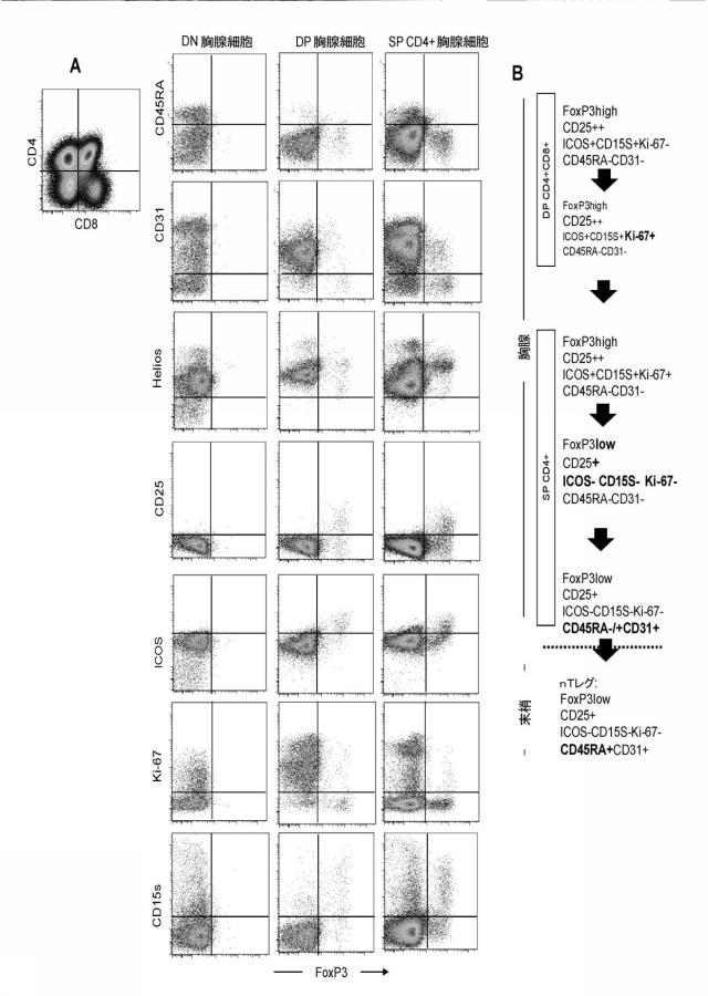 6574179-エフェクターＴレグ細胞を同定するための方法及びキット 図000007