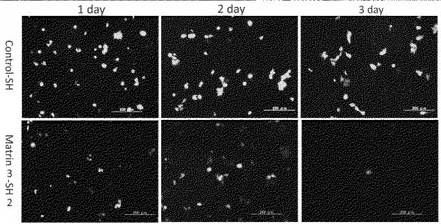 6609867-癌治療薬剤ならびに治療方法 図000007