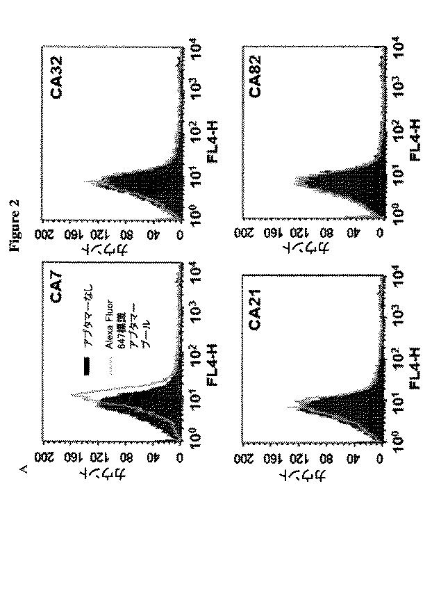 6702938-アンタゴニストＩＣ  ＣＴＬＡ−４アプタマー及びその免疫活性増強への応用 図000007
