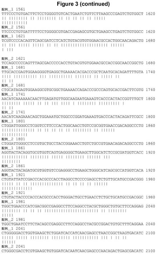 6808842-ＦＧＦ２１応答性レポーター遺伝子細胞株 図000007