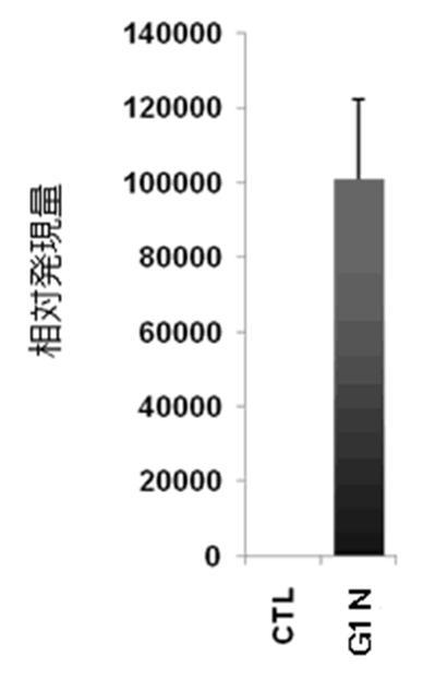 6822837-膵内分泌細胞及びその製造方法、並びに分化転換剤 図000007