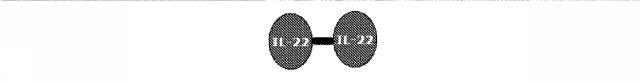 6825181-膵炎を治療するための薬剤の製造におけるＩＬ−２２二量体の使用 図000007