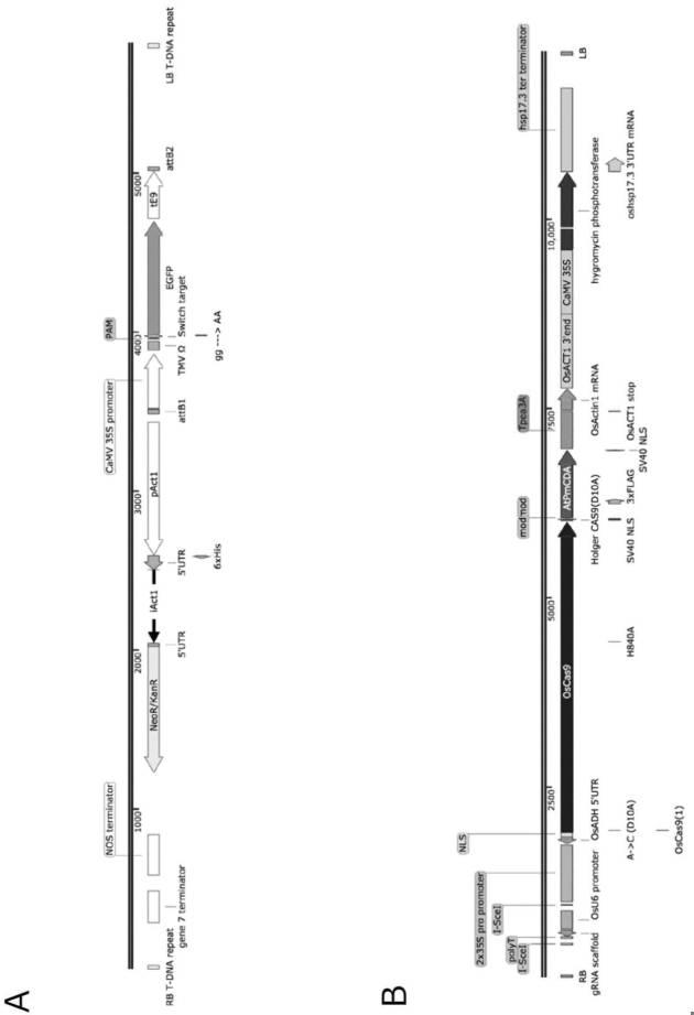 6923205-標的化したＤＮＡ配列の核酸塩基を特異的に変換する、単子葉植物のゲノム配列の変換方法、及びそれに用いる分子複合体 図000007