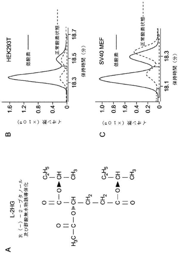 6953305-Ｌ−２−ヒドロキシグルタル酸及びストレス誘発性代謝 図000007