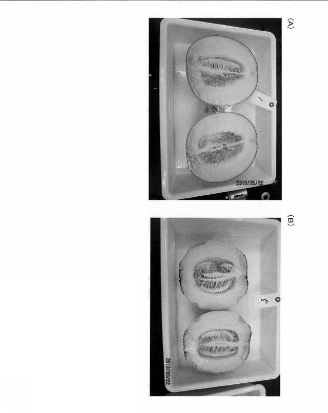 5782609-ウリ科果物のウリ臭の低減方法 図000008