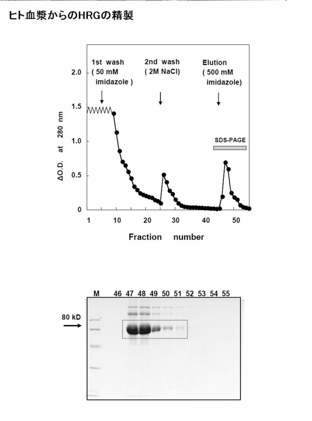 5807937-好中球活性化に起因する疾患の治療薬、治療方法及び検査方法 図000008