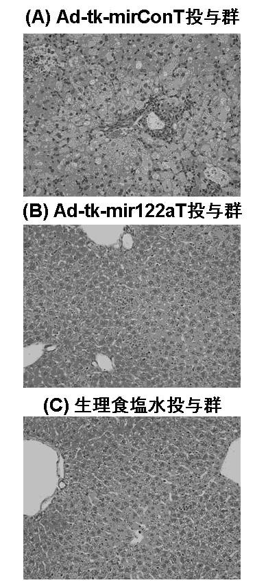 5812361-遺伝子発現制御機構を含む新規Ａｄベクター 図000008