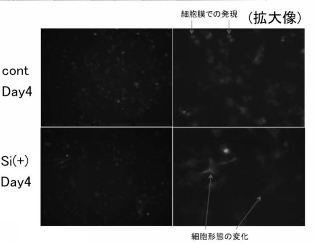 5830329-腎障害の新規マーカー 図000008