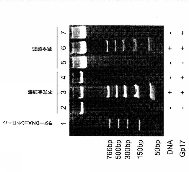 5863766-タンパク質および核酸送達媒体、その成分および機構 図000008