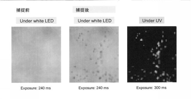 5928937-細胞解析装置及び細胞解析方法 図000008