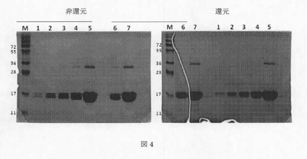 5948425-非アセチル化タンパク質からのアセチル化タンパク質の分離 図000008