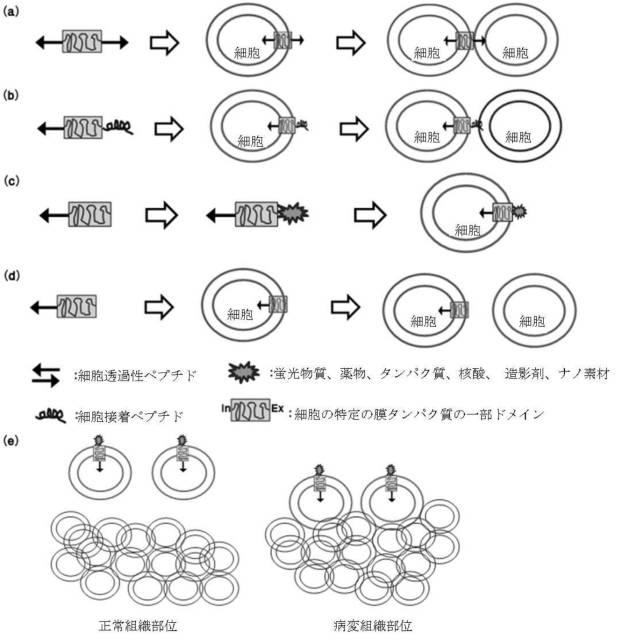 5968343-バイオピン 図000008