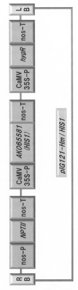 5977605-４−ＨＰＰＤ阻害剤に対する感受性を判定する方法 図000008