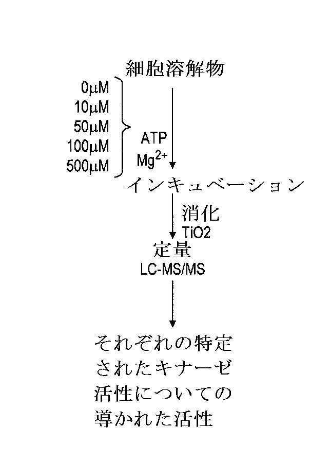 6005651-トランスフェラーゼの活性同定方法 図000008