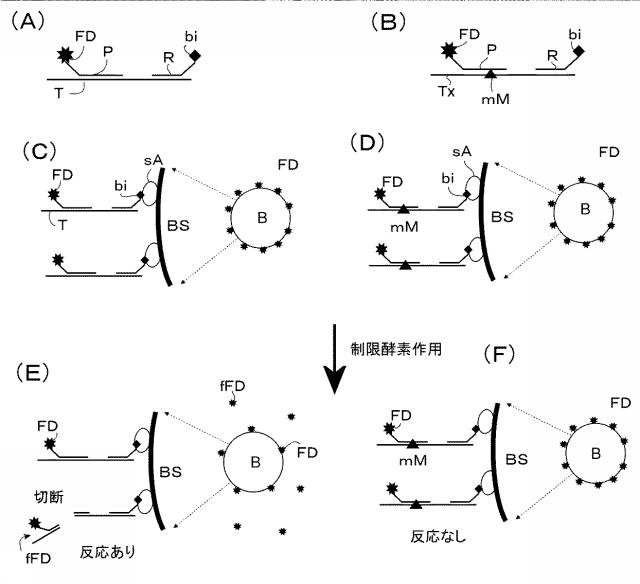 6157326-光検出を用いた単一発光粒子検出方法 図000008