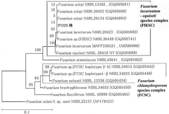 6234721-アスファルテン分解能力を有する新規微生物 図000008