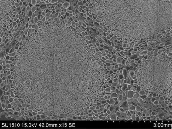 6253839-エステル系エラストマー発泡成形体、その用途及びエステル系エラストマー発泡粒子 図000008