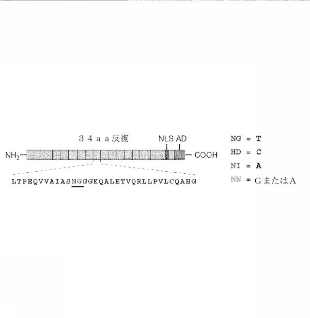 6259766-フラタキシンレベルを増加させる方法および生成物ならびにその使用 図000008