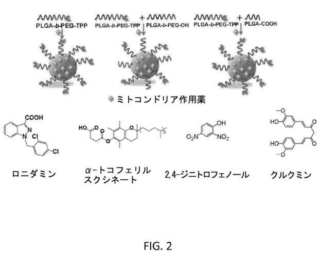 6356614-薬剤のミトコンドリア輸送のためのナノ粒子 図000008