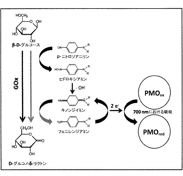 6427110-アスペルギルスニガー由来の新規グルコース酸化酵素 図000008