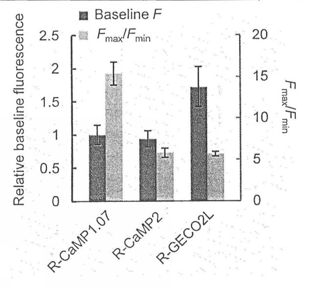 6462684-カルシウム指示遺伝子 図000008