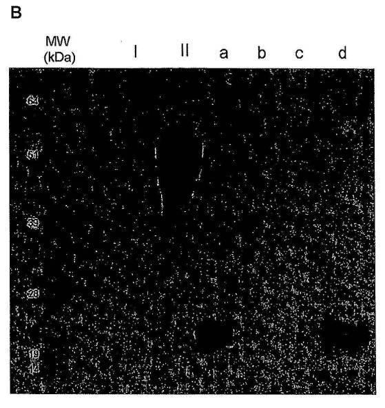 6486310-アルファ２，３−およびアルファ２，６−シアリル化を含む組換えＦＳＨ 図000008