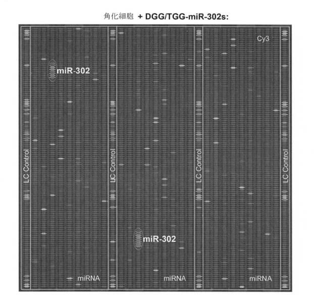 6521981-生体内及び体外で核酸類薬物を送達するための新規な糖アルコール類組成物 図000008