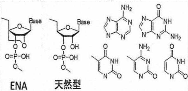 6536911-ＣＤ４４遺伝子のバリアントエクソンのスキッピングを誘導し、正常型ＣＤ４４ｍＲＮＡの発現を増加させる核酸医薬 図000008