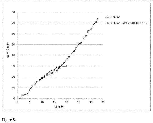 6546659-不死化ニワトリ胚線維芽細胞 図000008