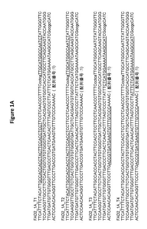 6591898-ＦＡＤ２−１Ａ／１Ｂ遺伝子の標的化ノックアウトを介した、大豆油組成物の改変 図000008