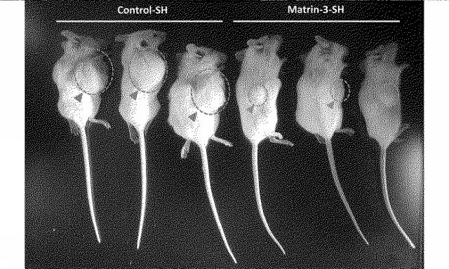 6609867-癌治療薬剤ならびに治療方法 図000008