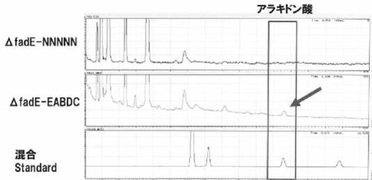 6619229-アラキドン酸生産ポリケチドシンターゼ及びその利用 図000008