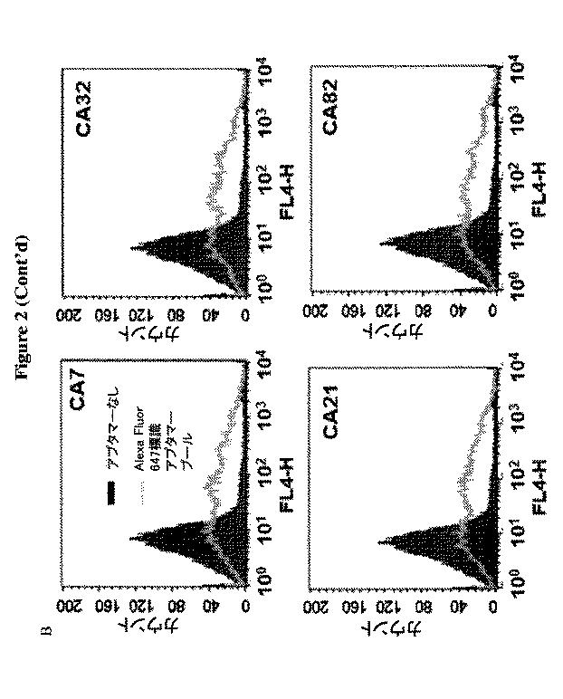6702938-アンタゴニストＩＣ  ＣＴＬＡ−４アプタマー及びその免疫活性増強への応用 図000008