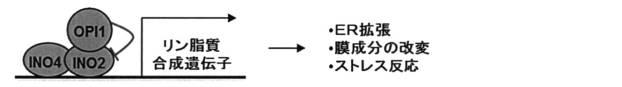 6737822-酵母の細胞小器官（ｏｒｇａｎｅｌｌｅ）の改良によるジンセノサイドの生産の増大 図000008