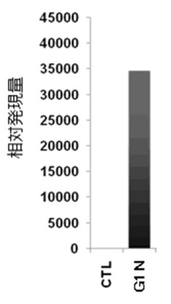 6822837-膵内分泌細胞及びその製造方法、並びに分化転換剤 図000008